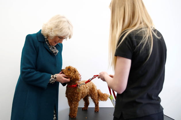 La duchesse de Cornouailles Camilla visite un Centre médical pour chiens