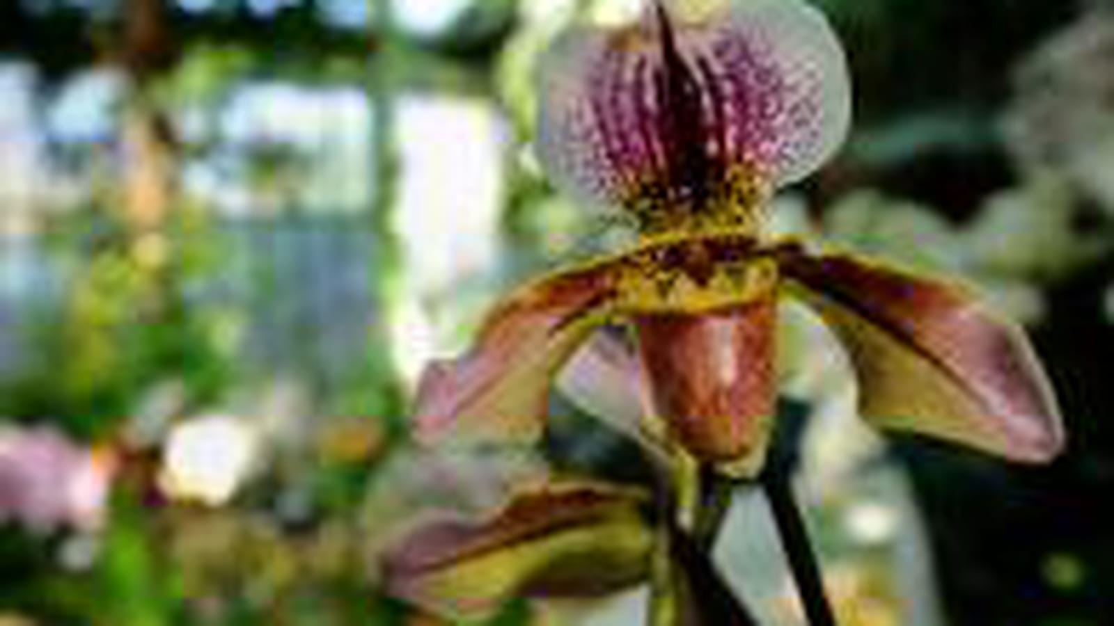 Paphiopedilum leeanum
