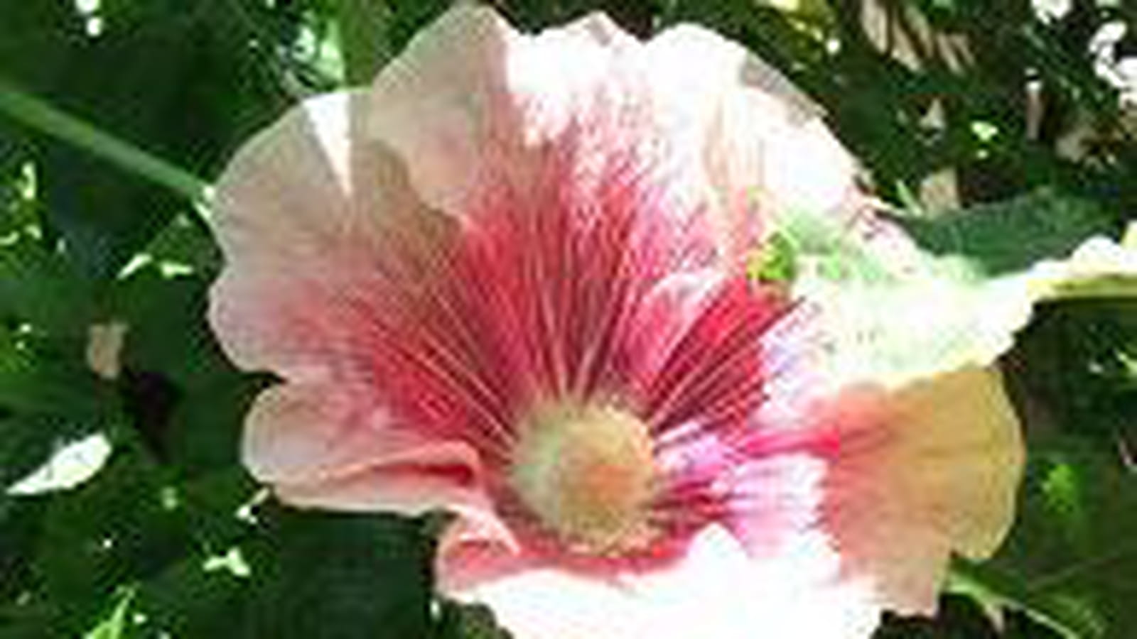 Roses trémières