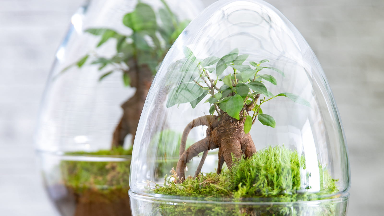Terrarium Diplo Bulle de nature Botanic