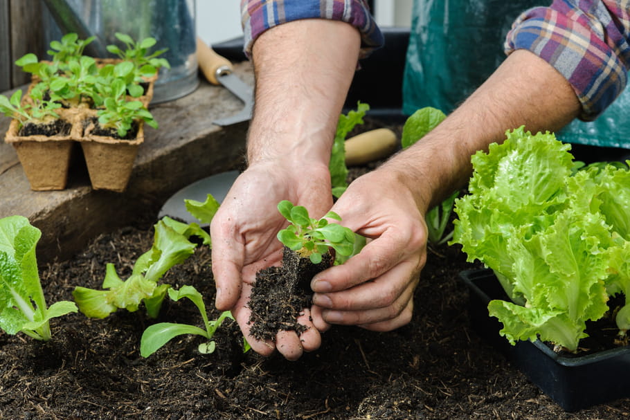 Calendrier du jardin : tous les travaux de jardinage mois par mois