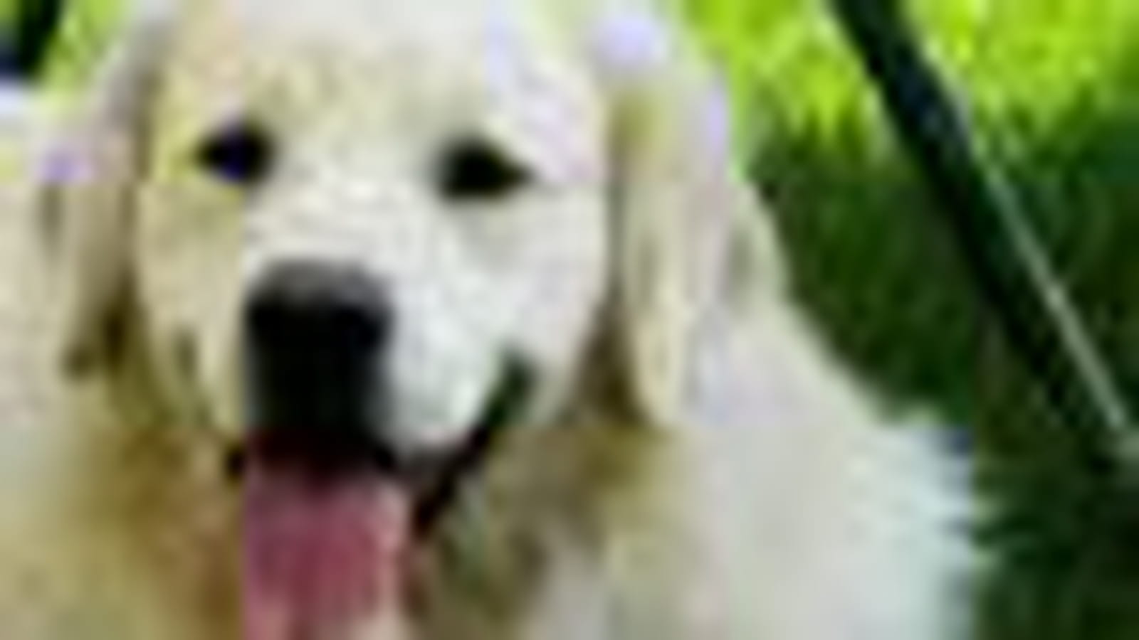 Balou