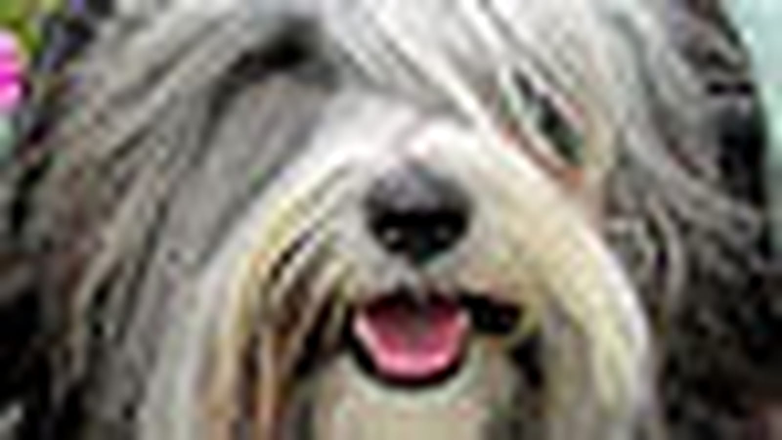 Terrier du Tibet
