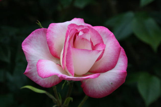 Une rose très inspirée