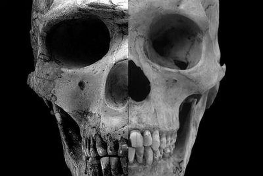 La baisse de testostérone, à l'origine de la civilisation humaine ?