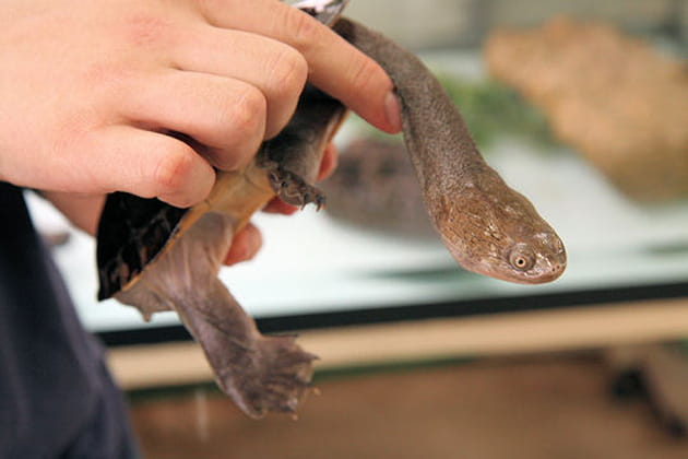 Des origines lointaines