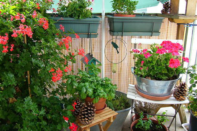 Des fleurs pour se prot&eacute;ger du vis-&agrave;-vis