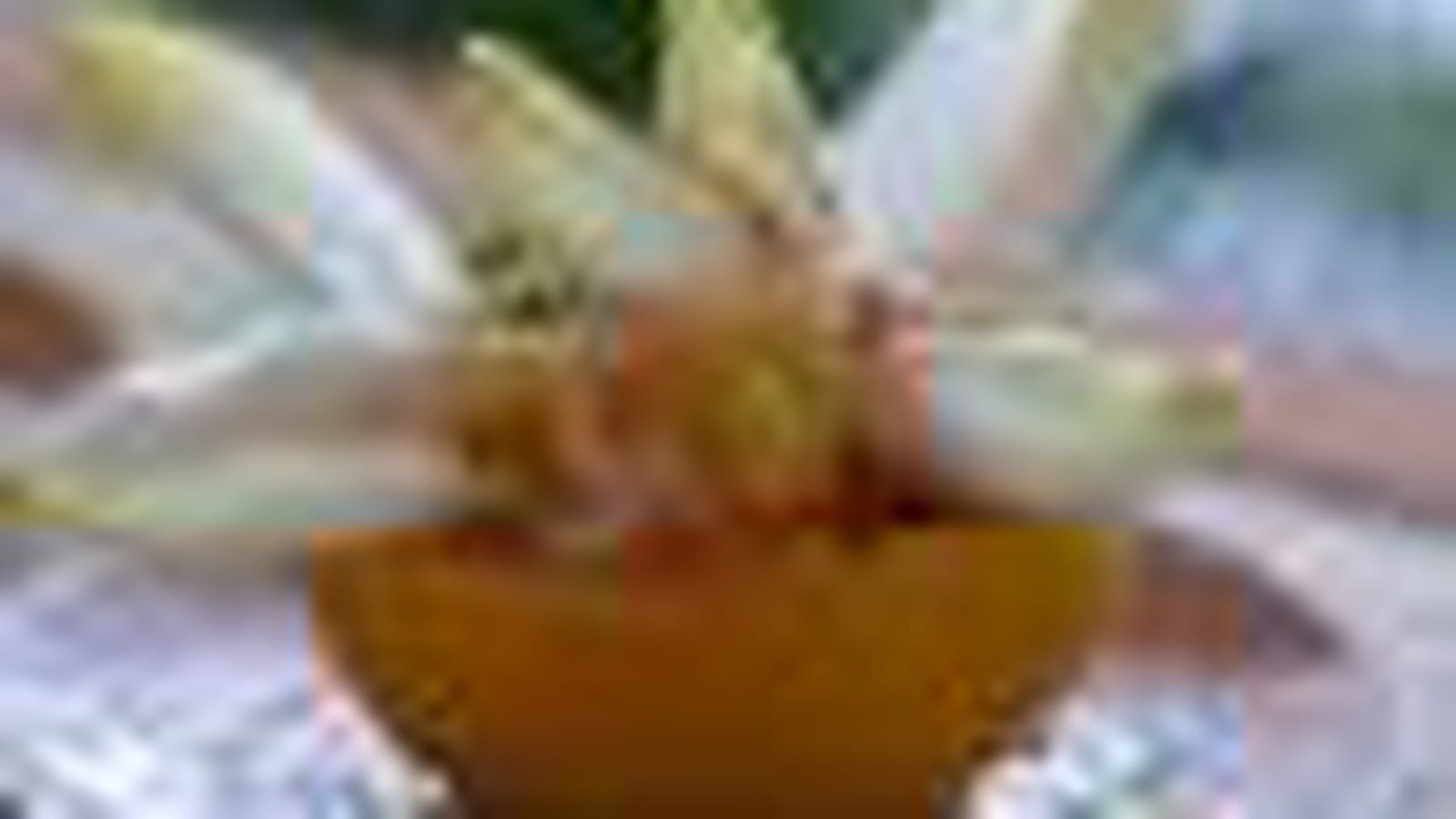 Pamplemousse