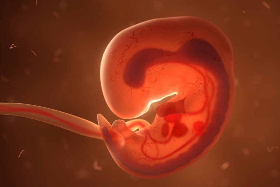 Embryon : évolution, comment se développe-t-il ?