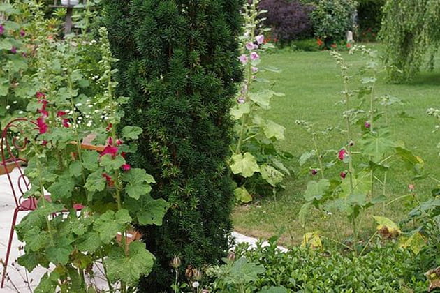 Influence de l'&icirc;le de R&eacute;