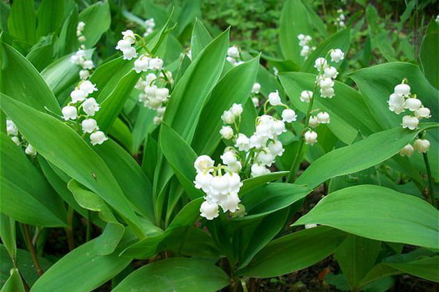 Muguet, la célèbre fleur du 1er mai