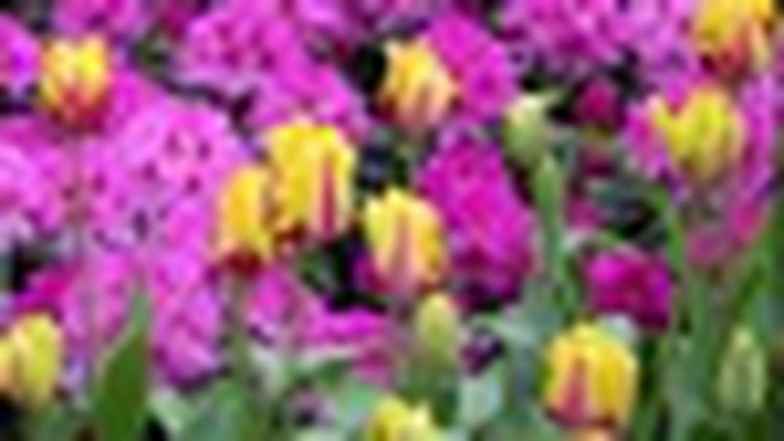 Tulipes