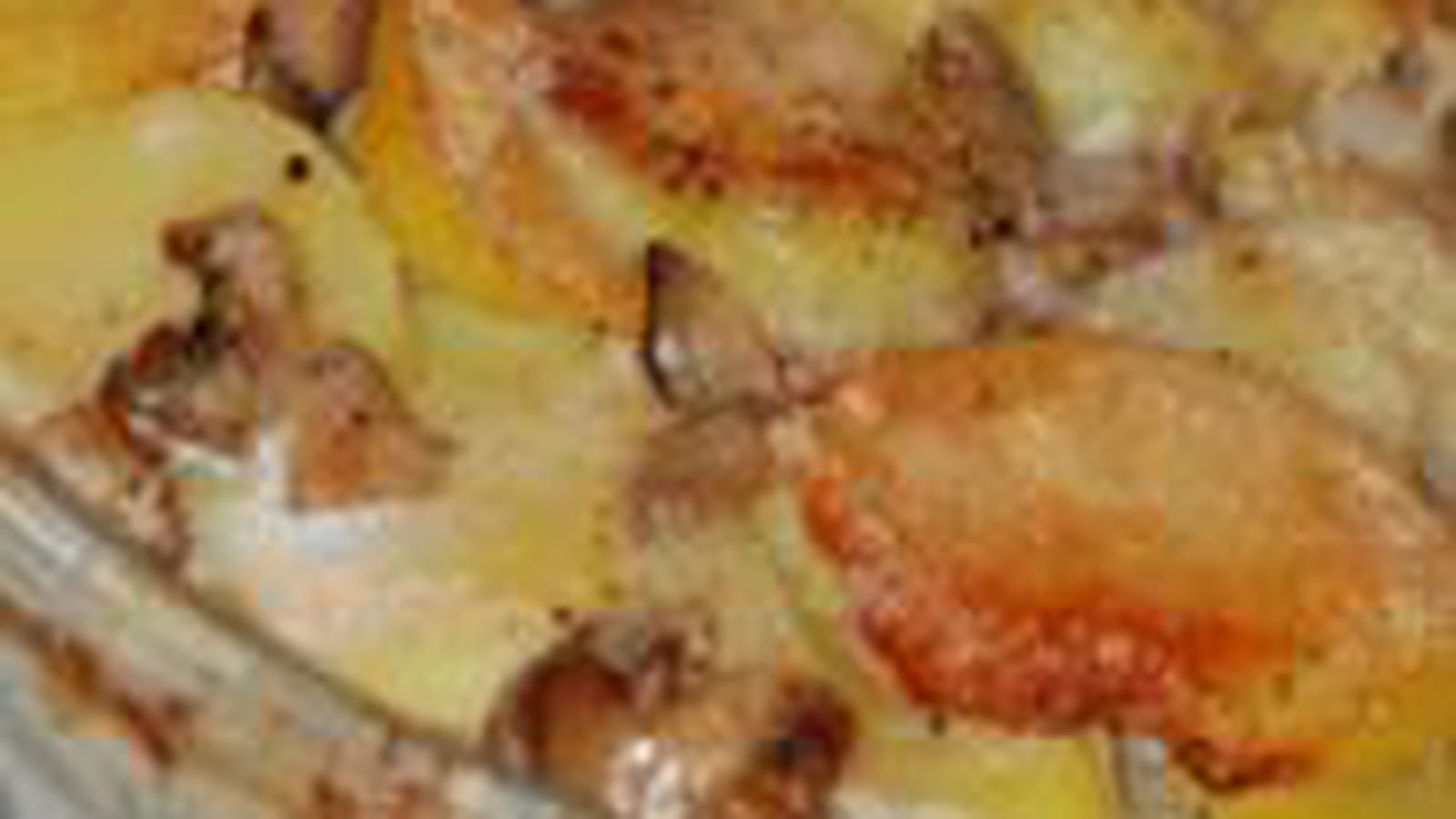 Gratin de pommes de terre et champignons