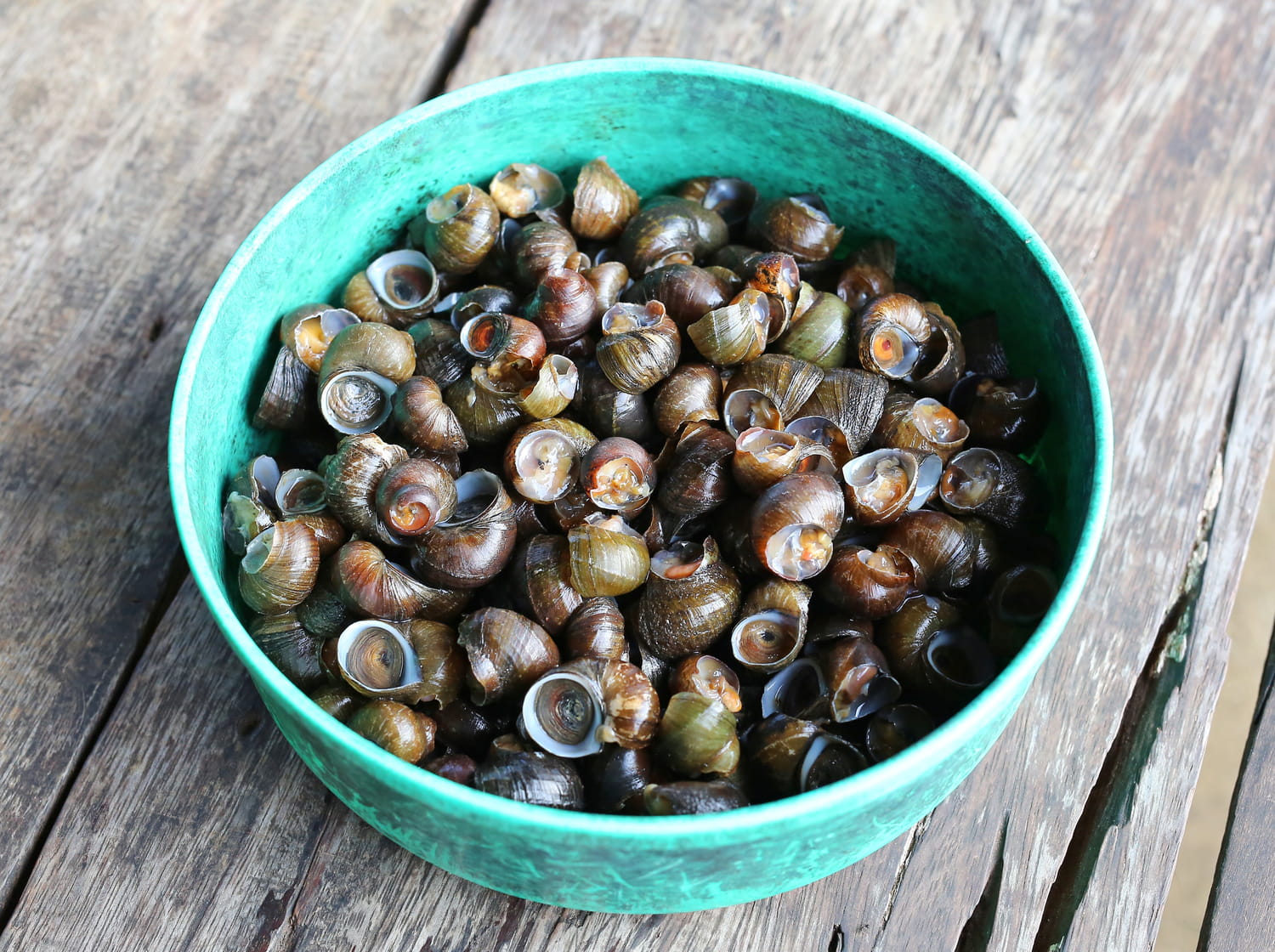 Bigorneau : cru ou cuit, comment manger ce coquillage