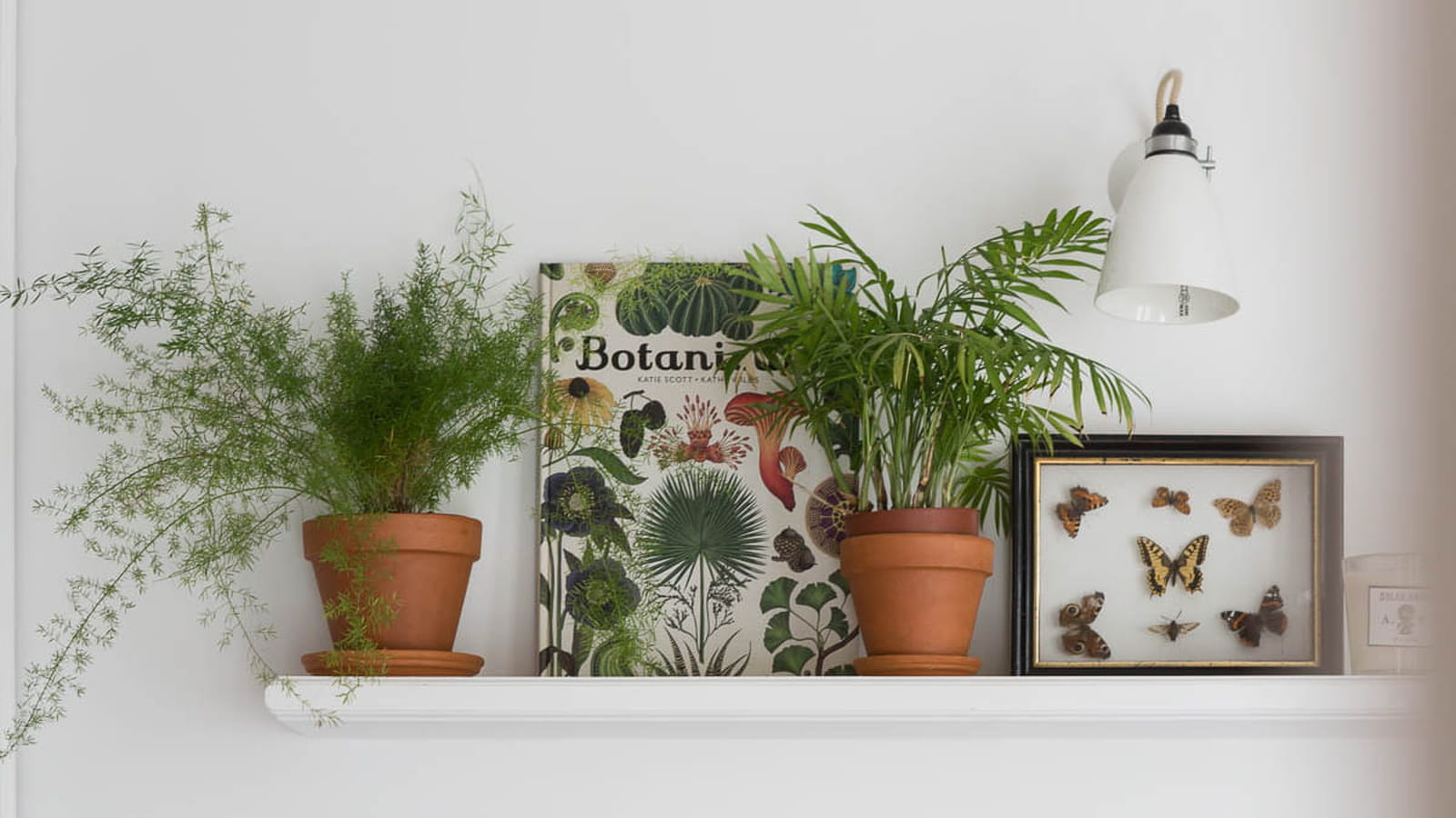 Étagère botanique
