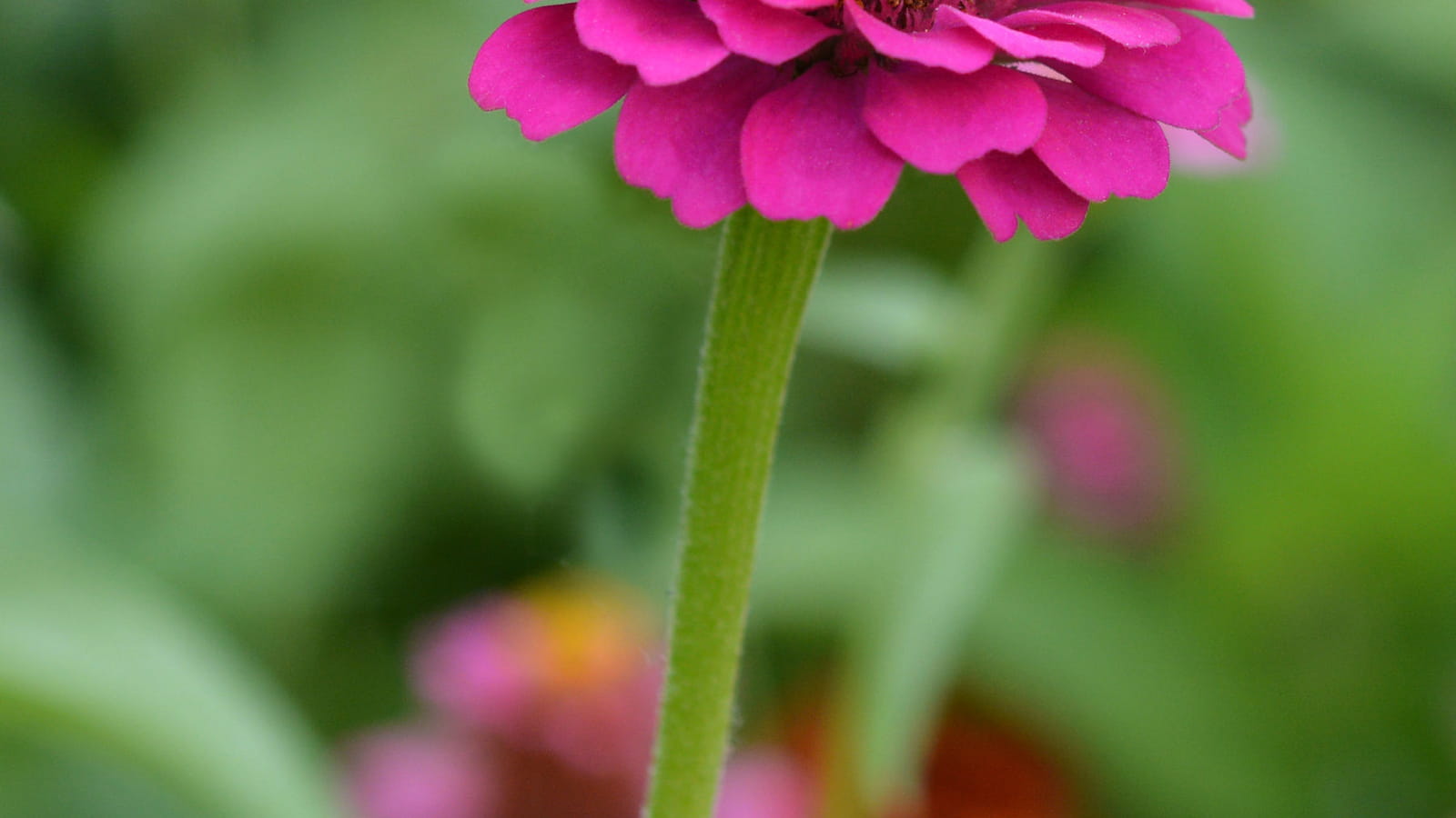 Zinnias