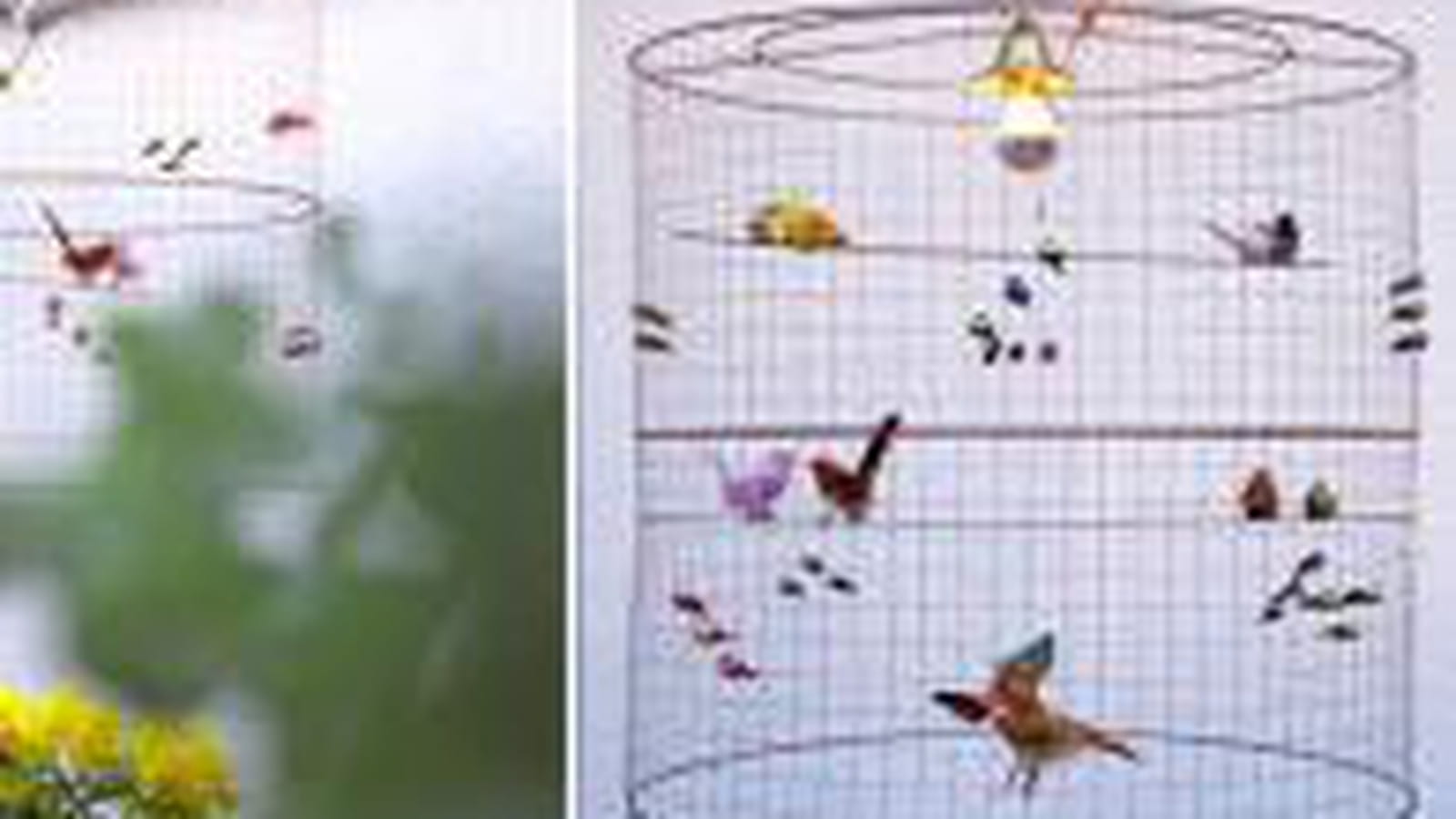 Oiseaux