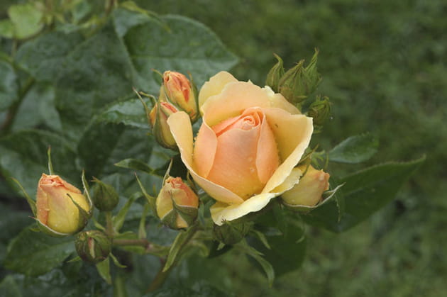 Rose d'Or