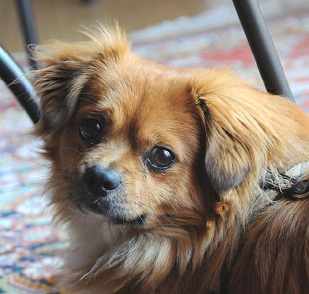 L'amour exclusif de Snouf