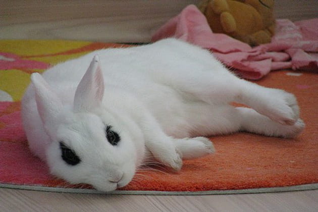 Luna, un lapin nain très coquin