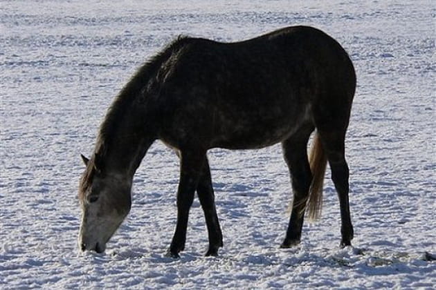 Apr&egrave;s la neige