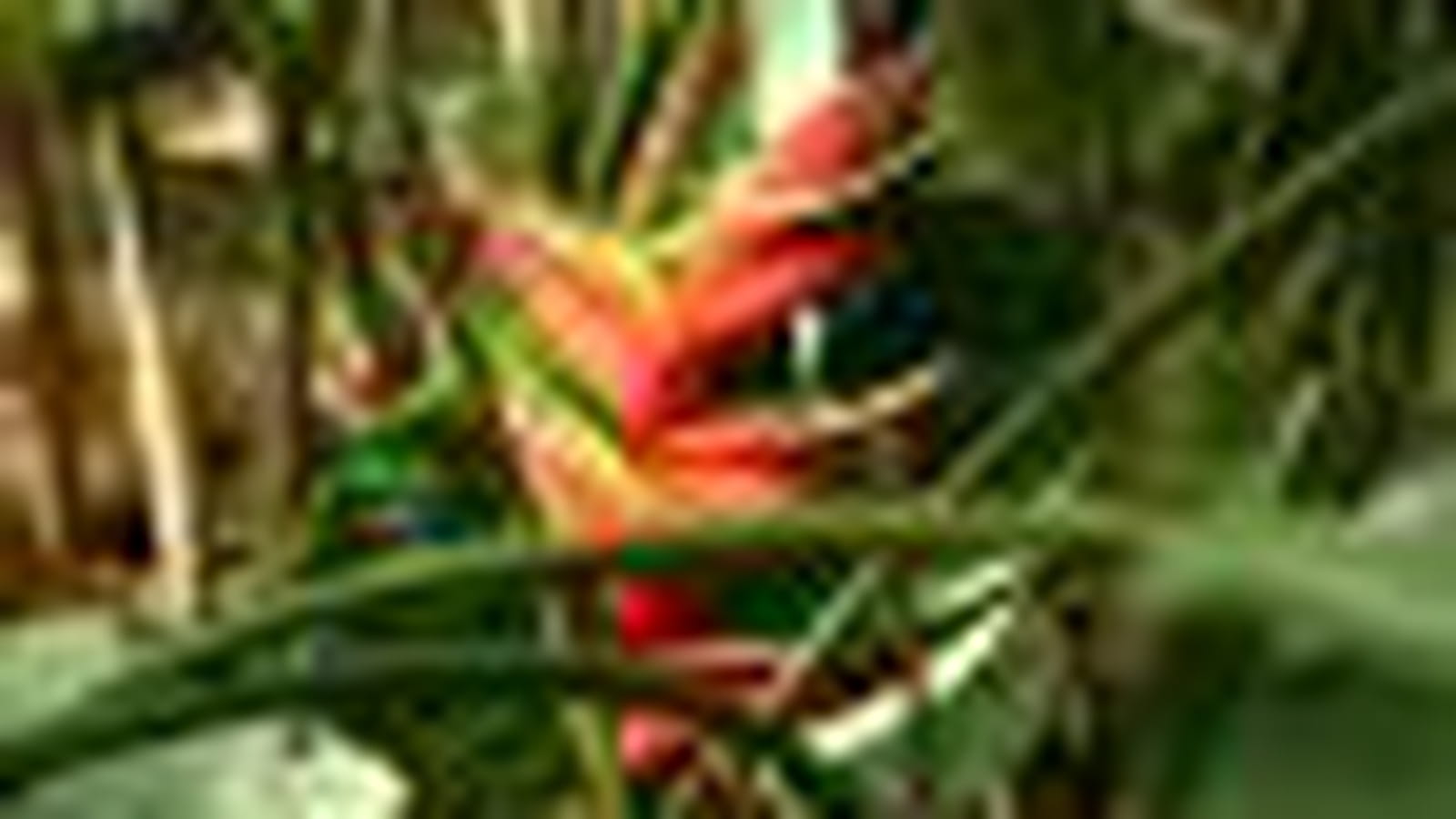 Heliconia bihai
