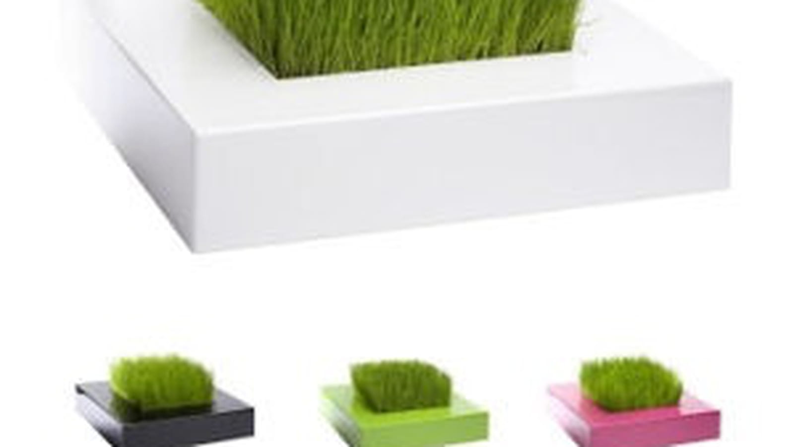 Le carré de verdure de Racine Carré