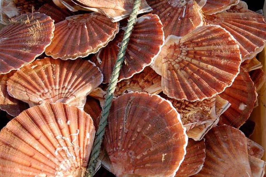 La coquille Saint-Jacques de Normandie fait sa Grande Débarque !