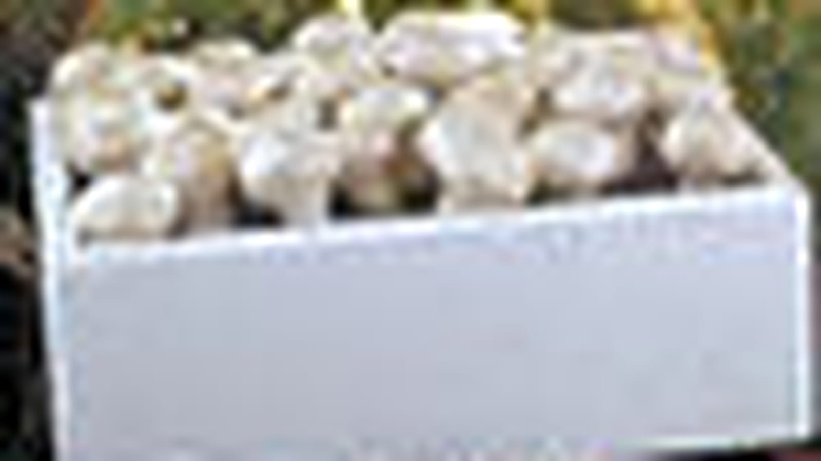 Champignons de Paris