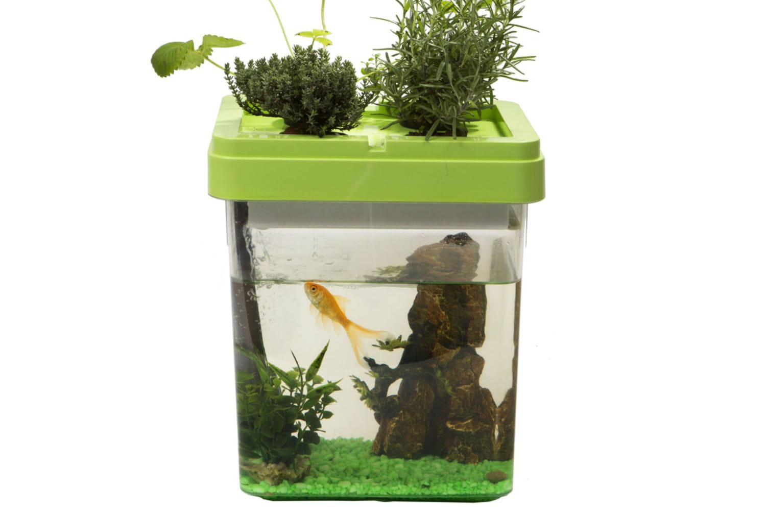 Coup de coeur : l’aquarium-potager Ozarium