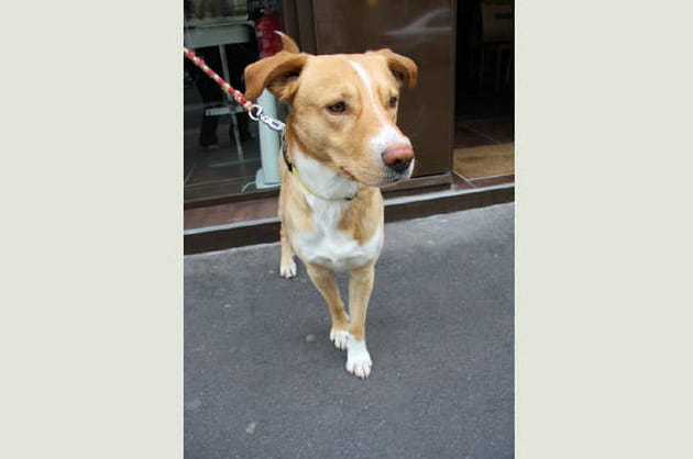 L'&eacute;l&eacute;gance naturelle des chiens