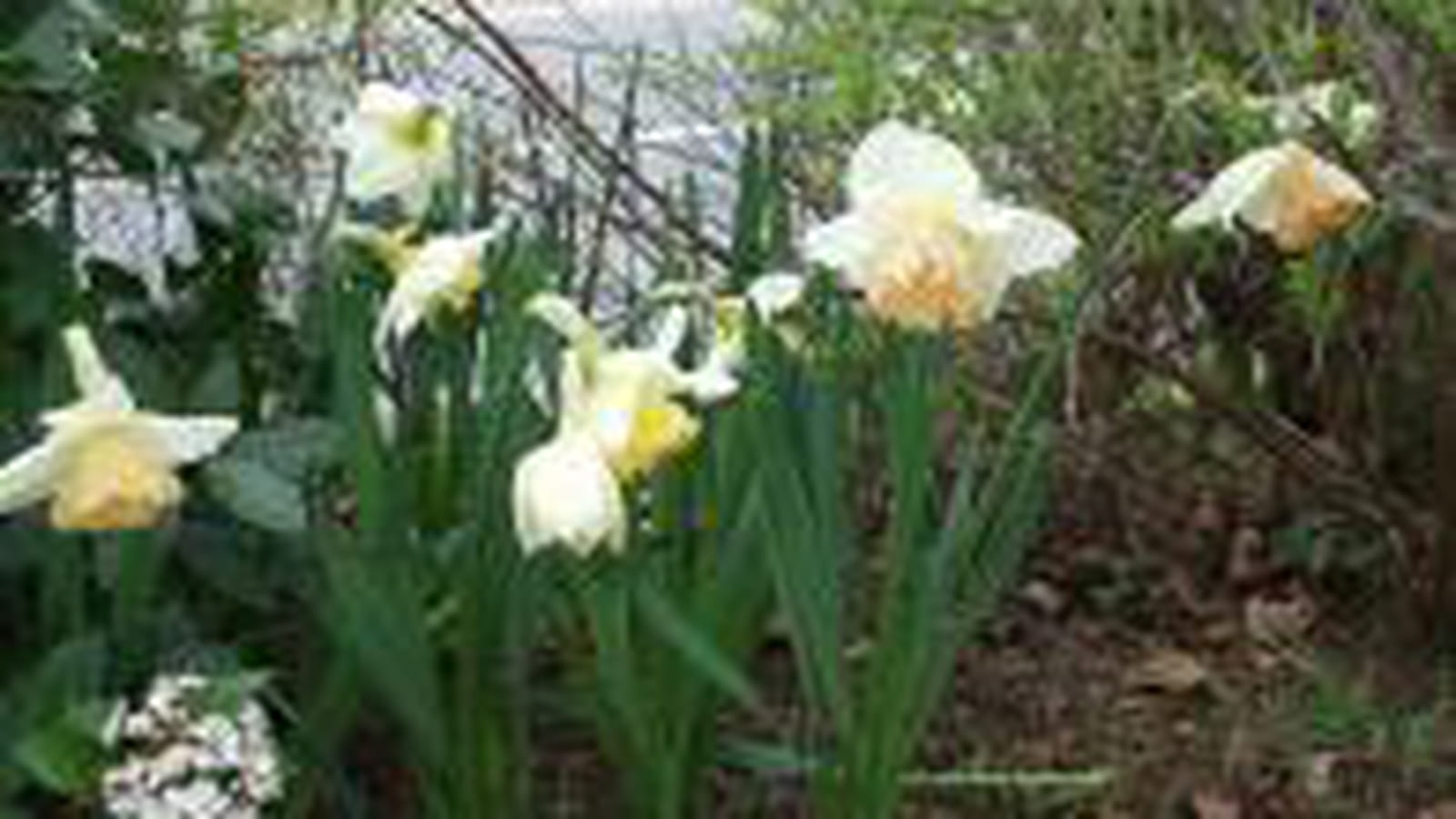 Narcisses et jonquilles