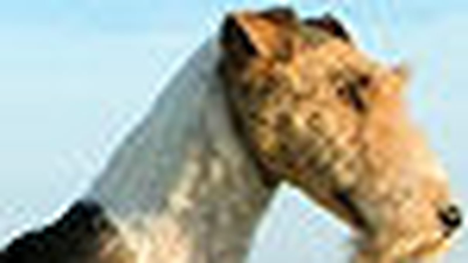 Fox terrier