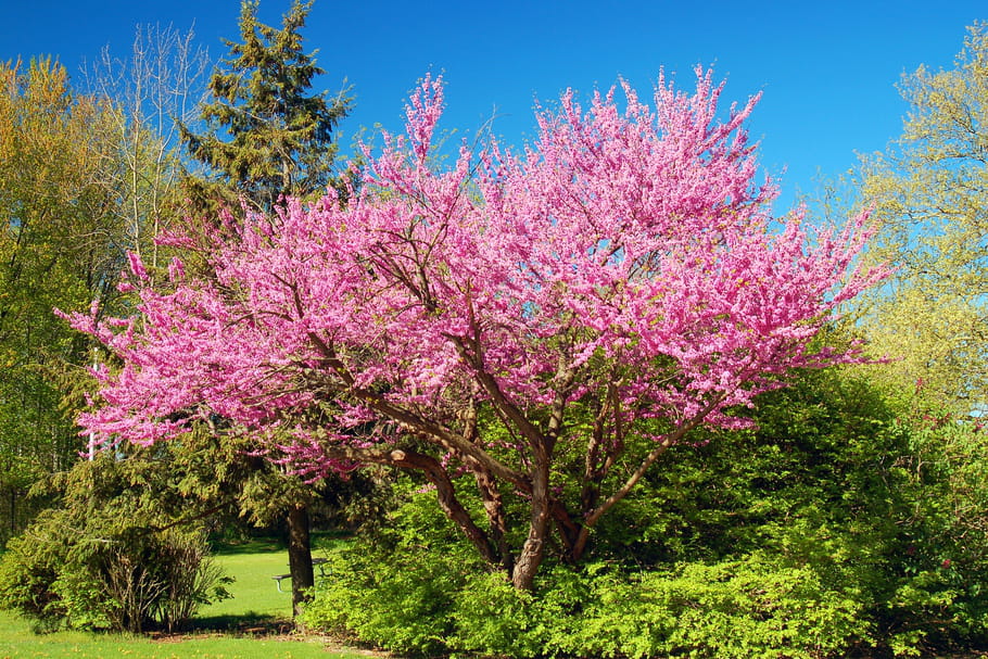 Période de floraison