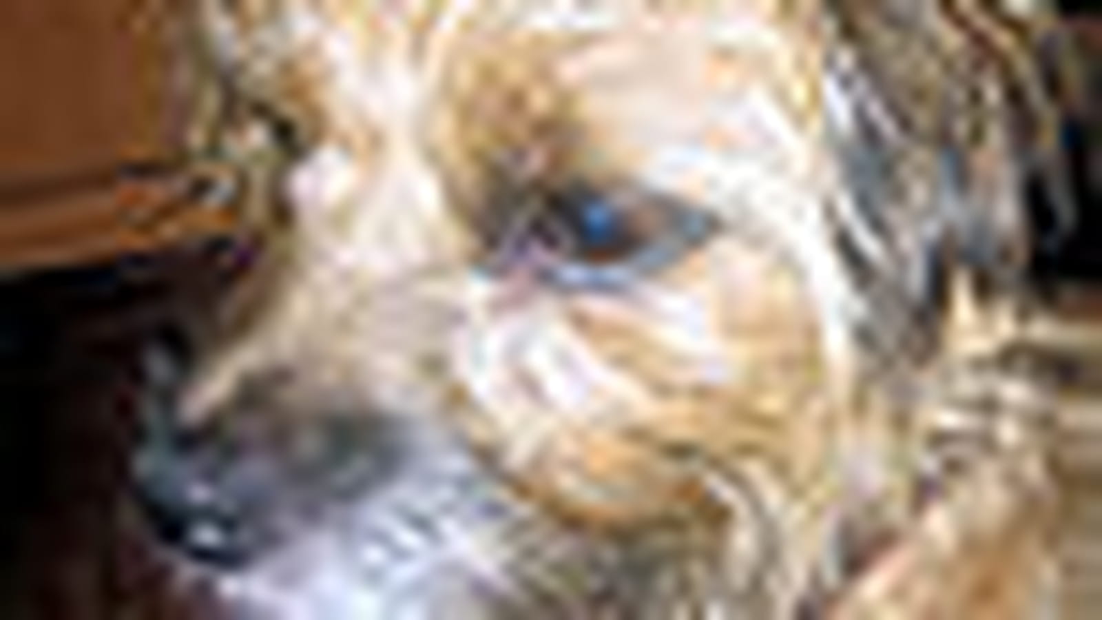 Border terrier