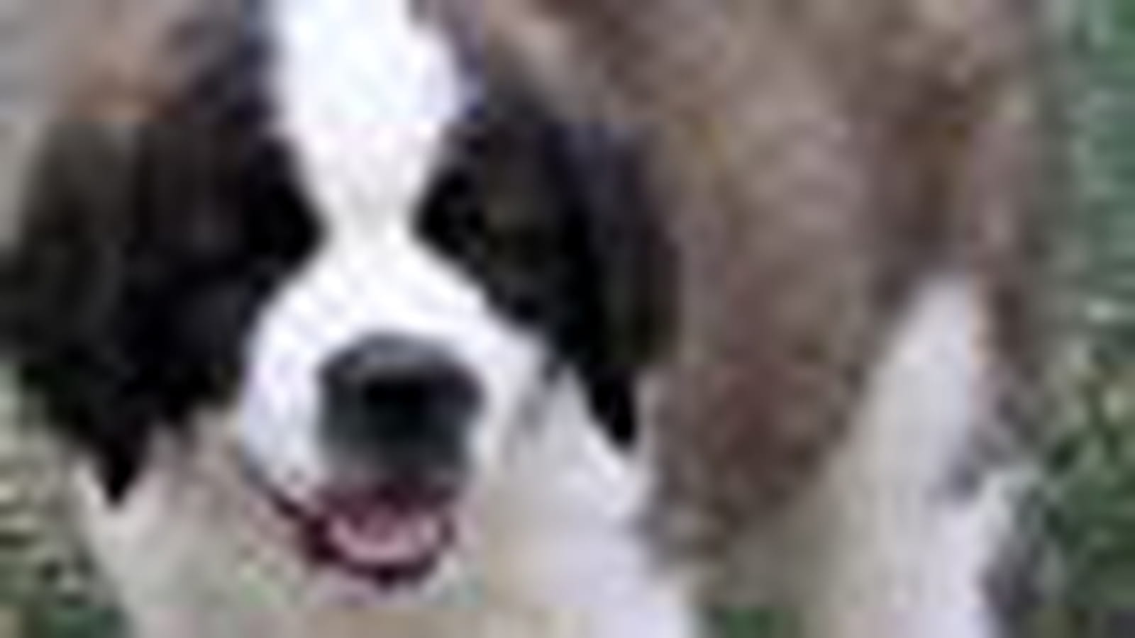 Le Saint-Bernard