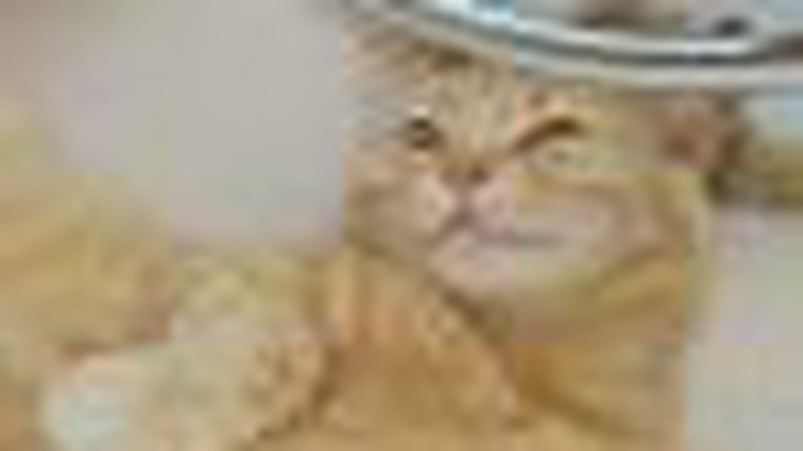 Kitty