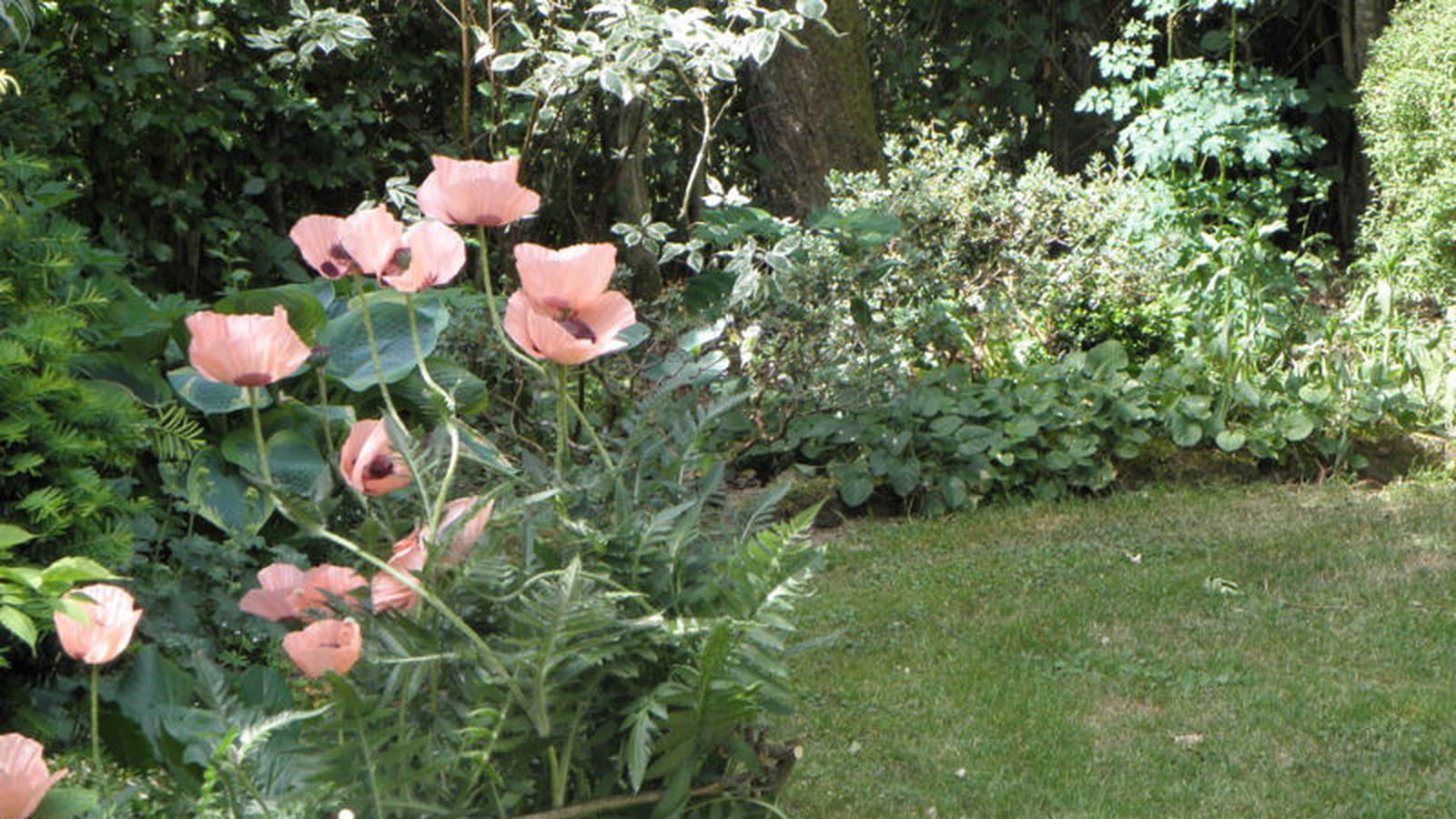 Pavots vivaces