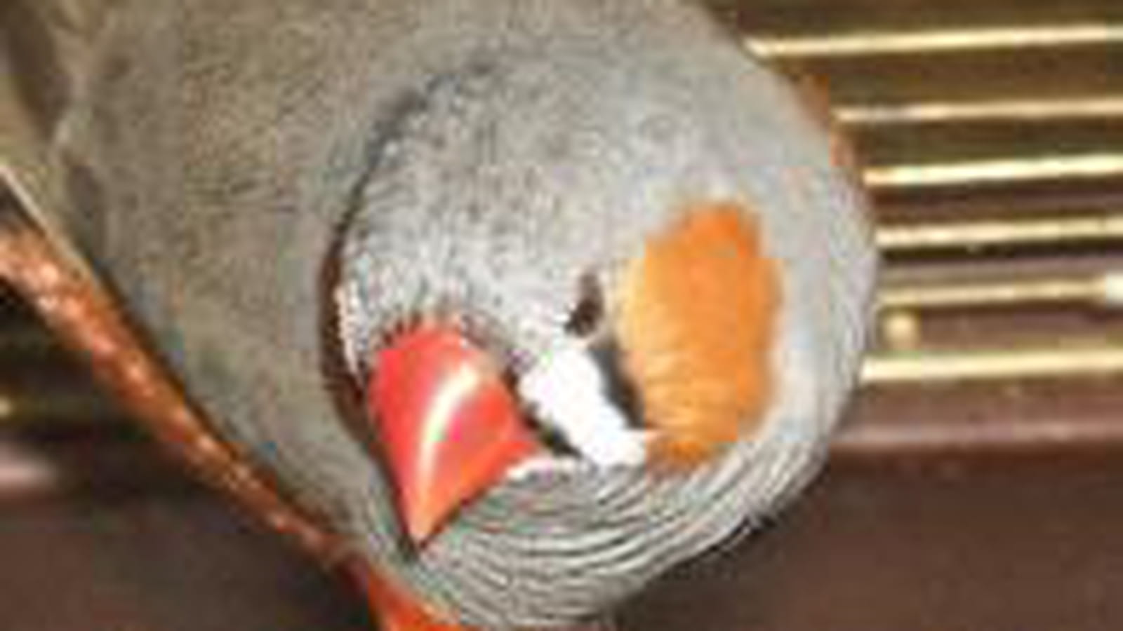 Le diamant mandarin