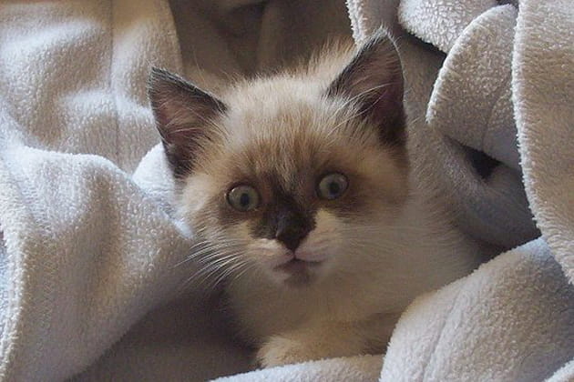 Quel zouzou celui-l&agrave;&nbsp;!