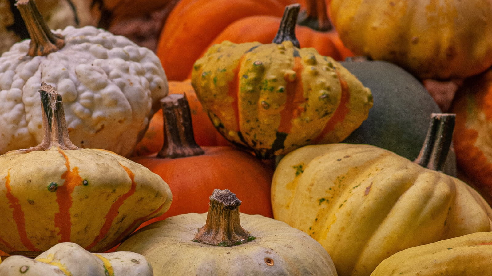Courges d'automne 