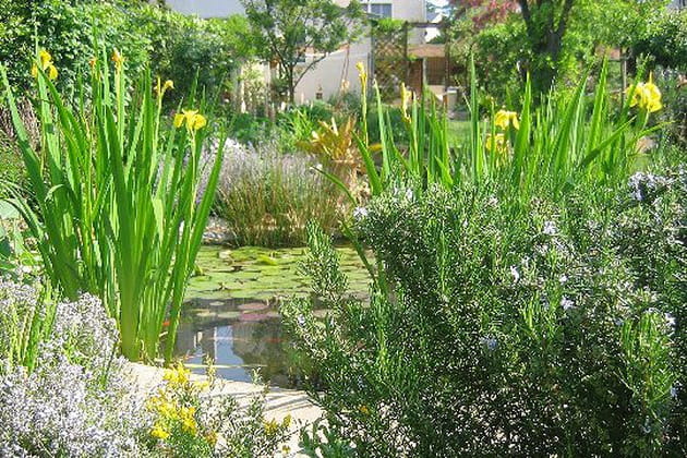 La flore exubérante du bassin