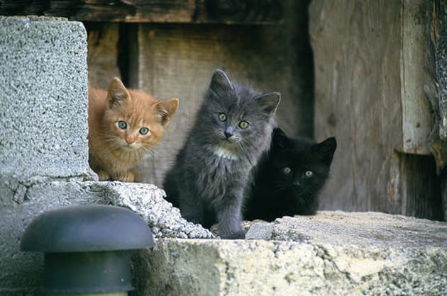 Les chats de nos campagnes