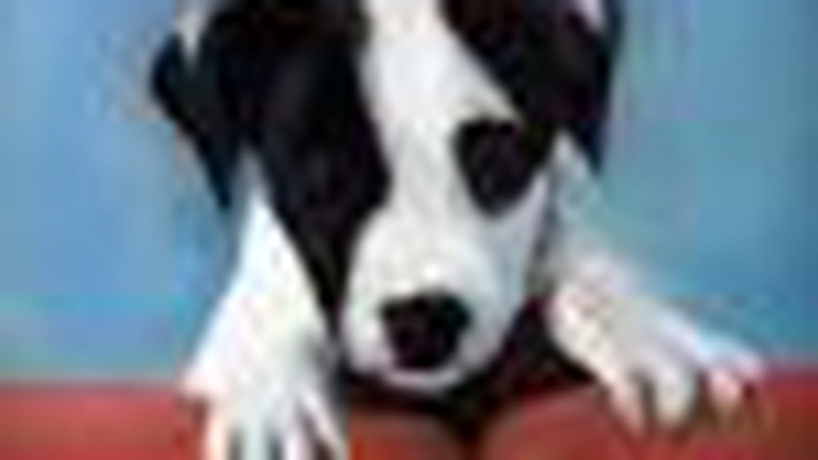 Jack Russell