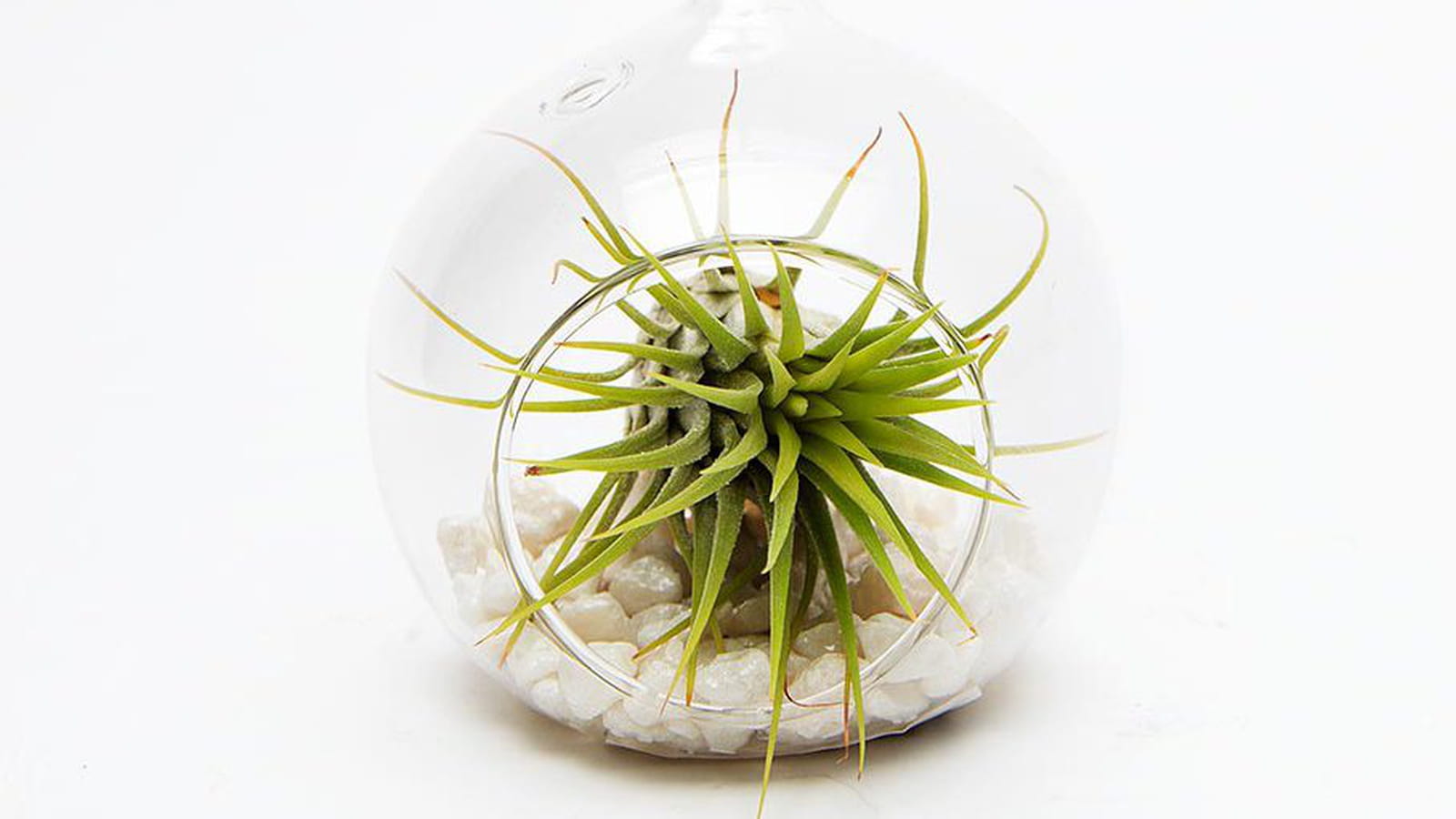 Tillandsia