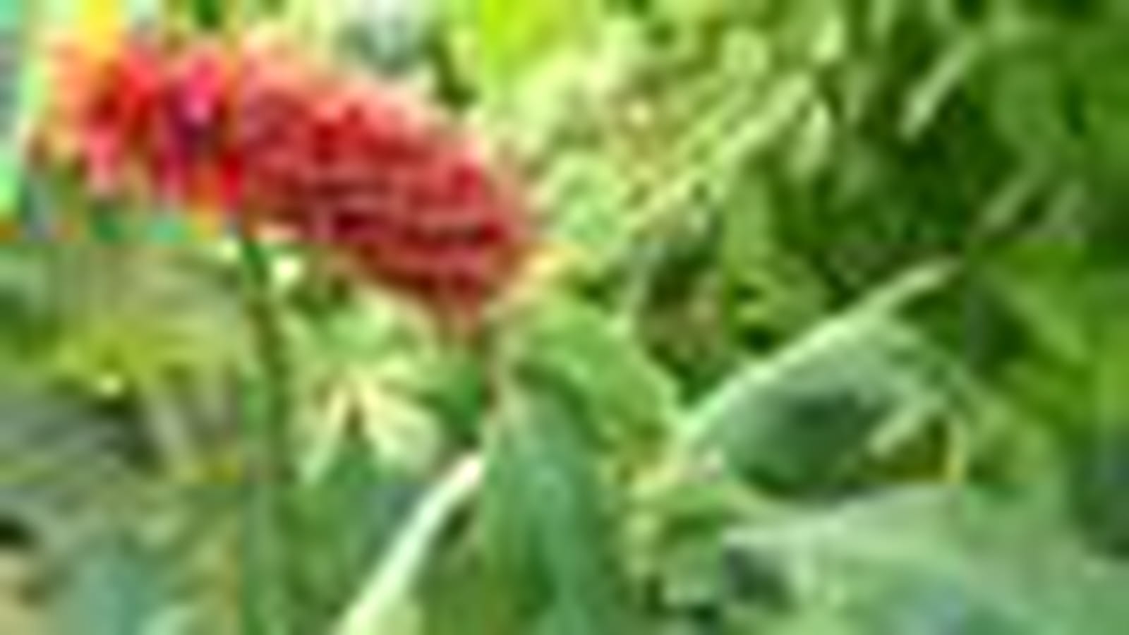 Costus barbatus