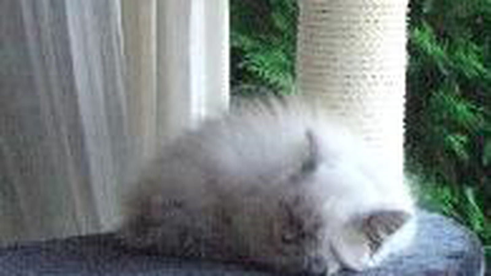 Chats