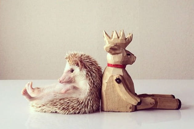 Darcy The Flying Hedgehog