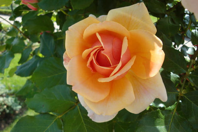 Bernadette, la première née de François Dorieux