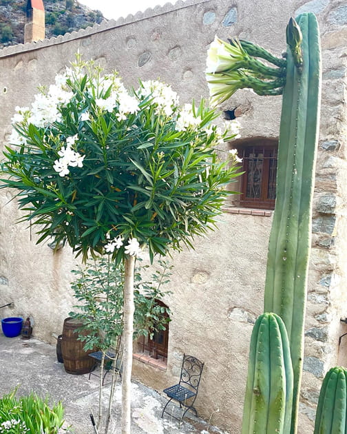 Le jardin corse de Christine Bravo